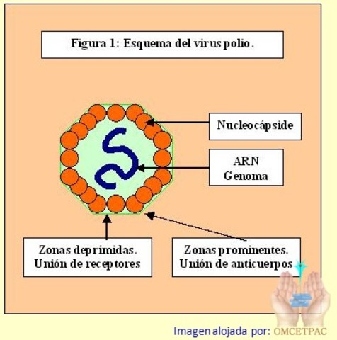 EL PRIMER VIRUS DE POLIO