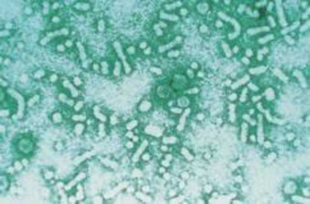 VACUNA CONTRA LA HEPATITIS