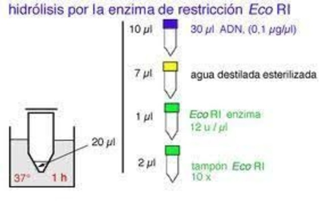 IDENTIFICACIÓN DE ENZIMAS
