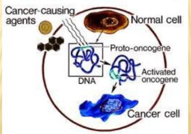 DESCUBRIMIENTO DE LOS ONCOGENES