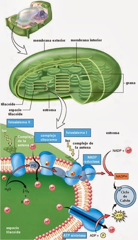 Melvin Calvin 1911-1997