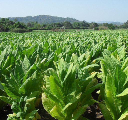 John Rolfe harvested the first tobacco crop