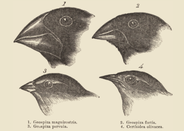 The Mockingbird Riddle