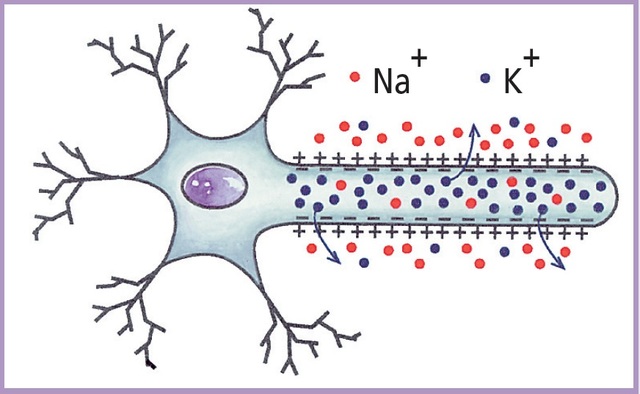 Ludwig Von Helmholtz.
