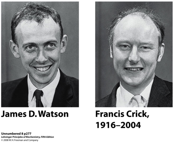 James D. Watson y Francis H. C. Crick