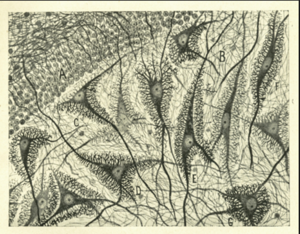 AUGE DE LAS NEUROCIENCIAS