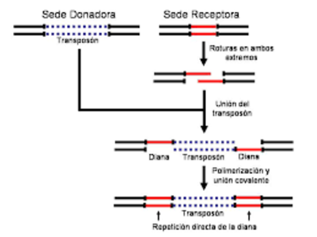 George Beadle (1909-1975)