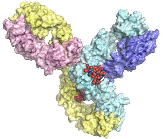 Kohler y Milstein descunrimiento del anticuerpo monoclonal