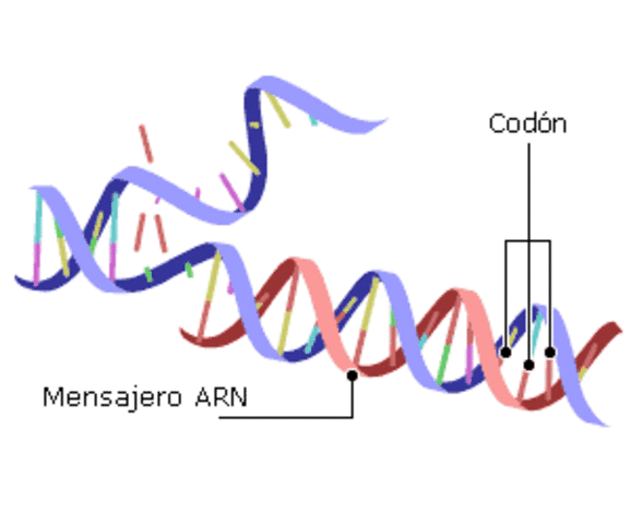 mRna