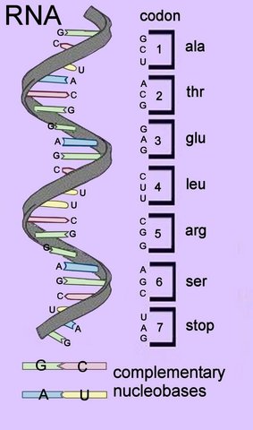 Triplets or codons