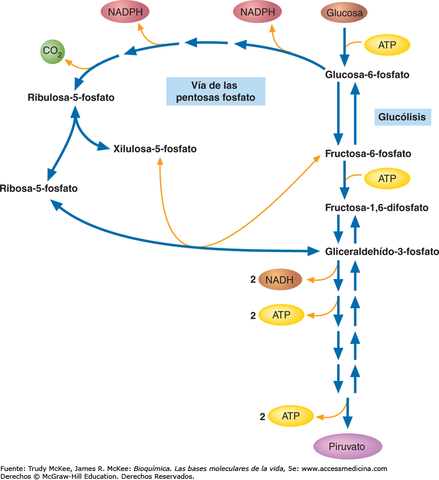 Konrad Emil Bloch (1912-2000)
