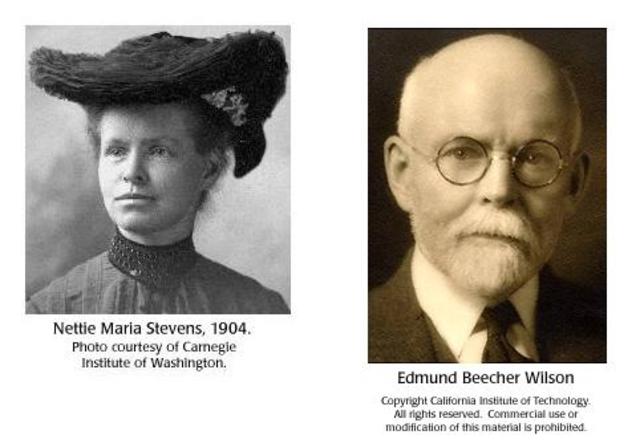 Edmund Beecher Wilson y Nettie María Stevens