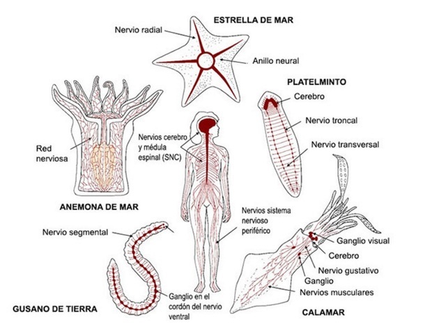 Organización nerviosa en la naturaleza