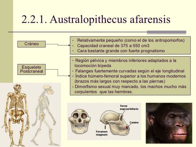Hominidos  Australopithecus afarensis