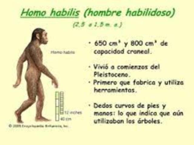 Hominidos  Homo habilis