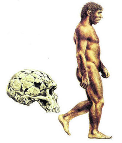 Hominidos - Homo sapiens sapiens