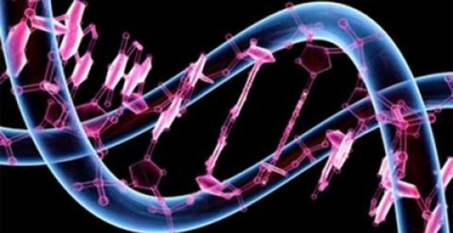 Investigado por el proyecto ENCODE