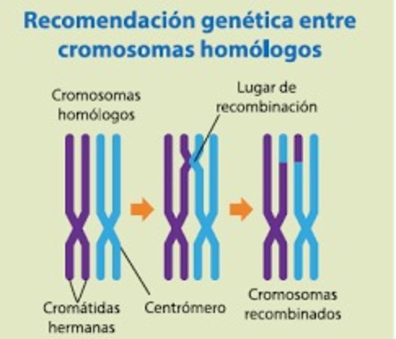 recombinación homologa  a partir del uso de células madre