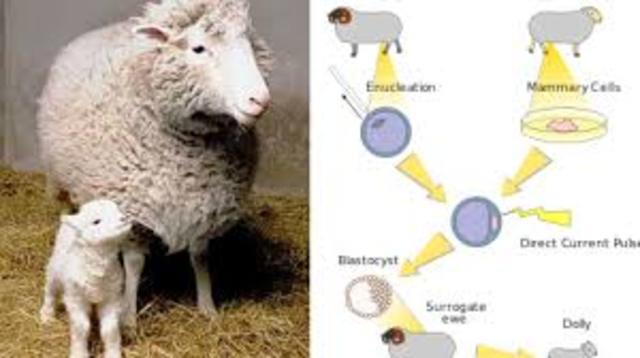 Ian Wilmut y Keith Campbell, CLONACION DE OVEJA DOLLY