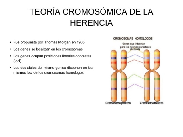Theodor Heinrich Boveri
