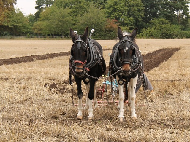 En Europa se introduce el arado.