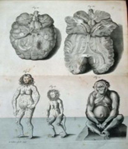 Se realizo la primera disección a un chimpancé por Edward Tyson