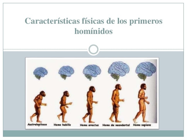 Características cerebrales (homínidos)