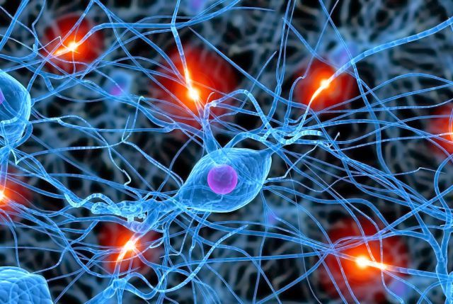 Origen de las neuronas: Neuromuscular y Epitelial.