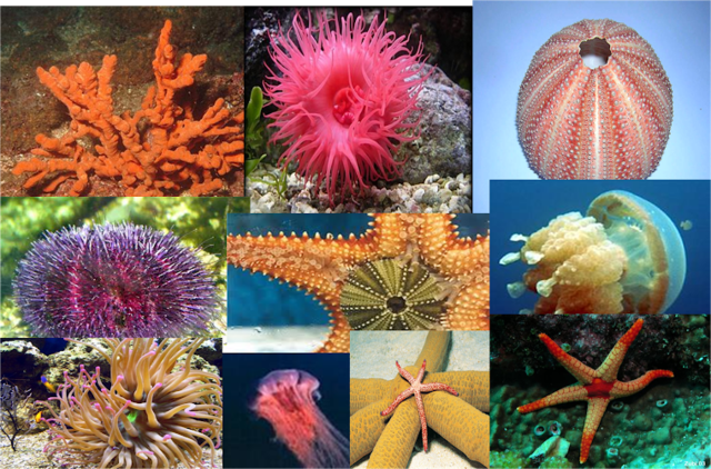 Primera organización del sistema nervioso.