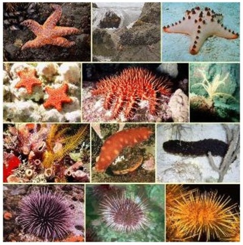 Organización del SNC de forma radial.