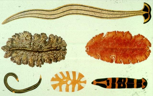 Organismos con simetría bilateral.