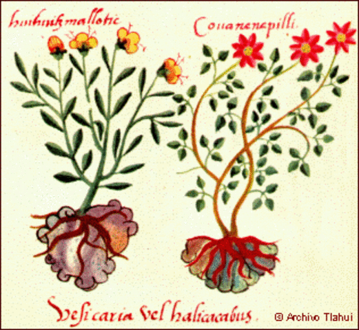 Medicina prehispánica en México