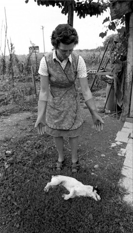 Επιπτώσεις σε ανθρώπους, ζώα, και φυτά