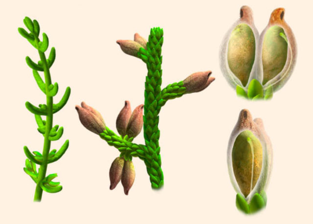 Diversificación das plantas con flores