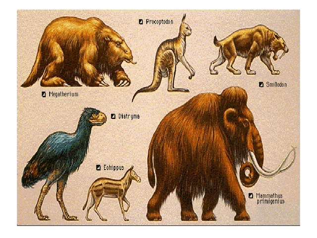 Diversificación dos mamíferos