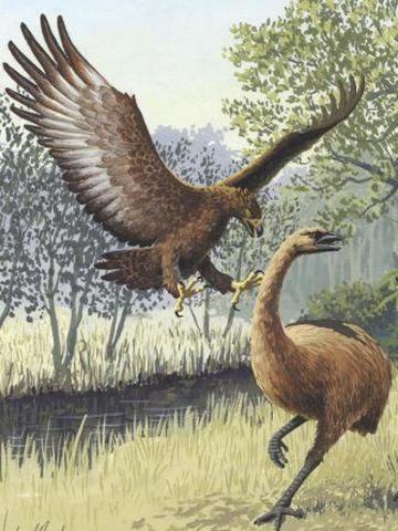 Diversificación das aves