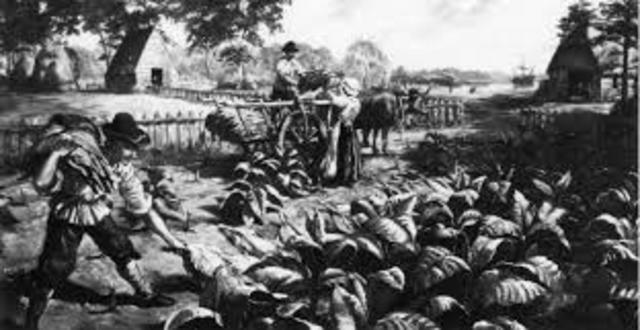 Colonists started planting tobacco