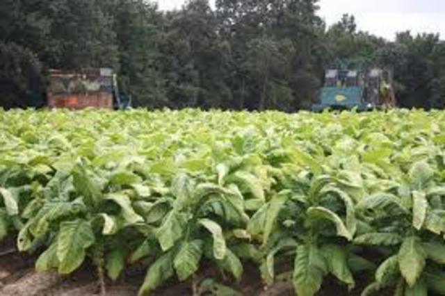 Tobacco