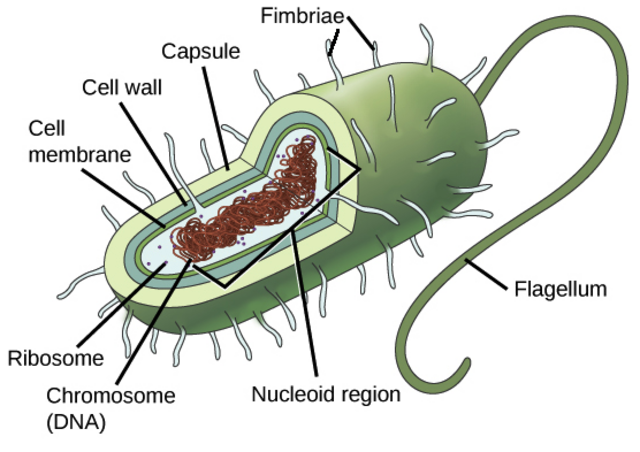 Origin of life on Earth