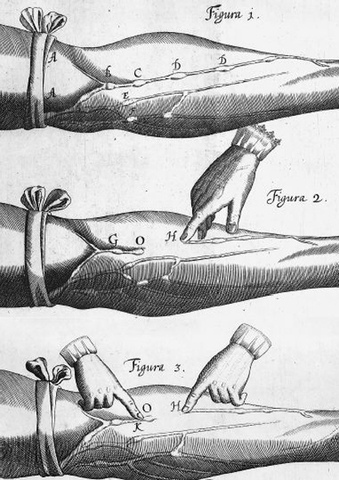 Sistema circulatorio