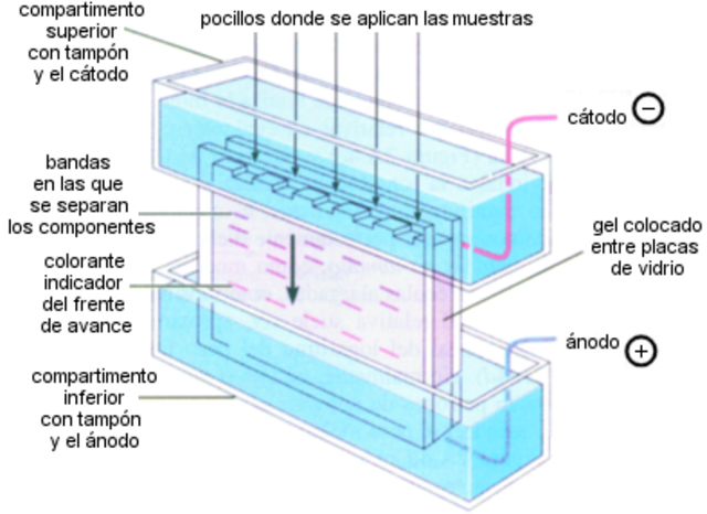 La electroforesis