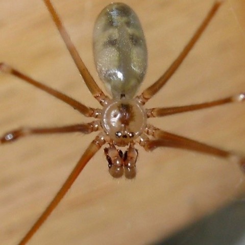 La araña tejio una red 3.5 veces más gruesa...