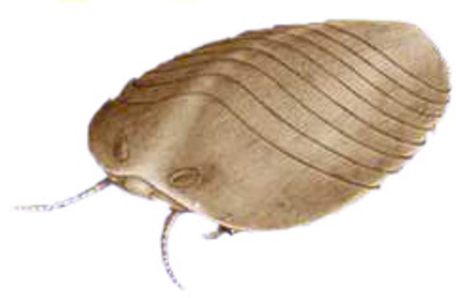 Kambriska explosionen