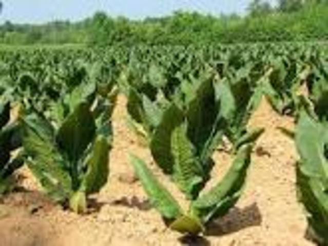 Growing Tobacco