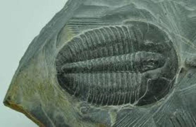 Cambrian Period