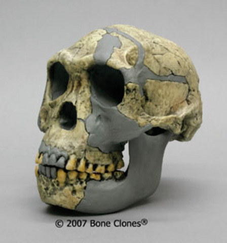 homo habilis