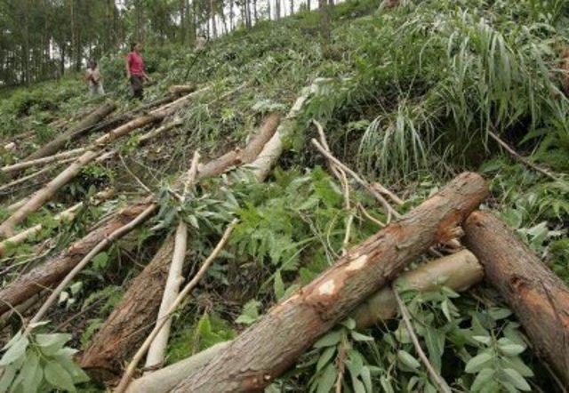 DESTRUCCIÓN DE LOS ÁRBOLES