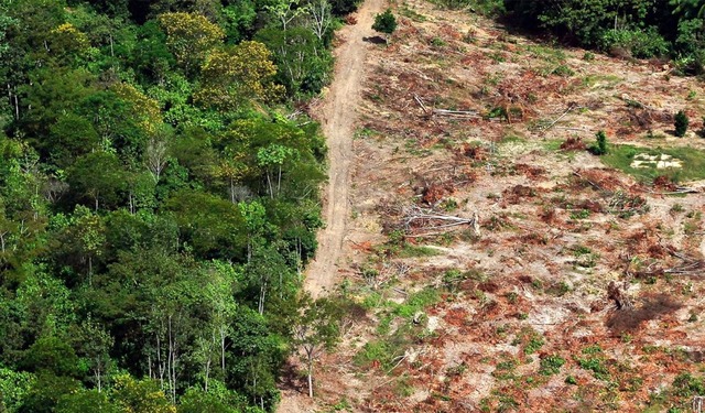 DEFORESTACIÓN EN COLOMBIA