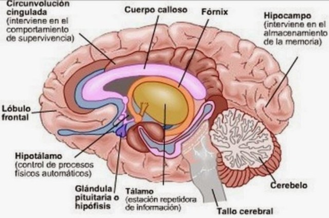 Organizaciones nerviosas Sistema Nervioso Central o Neuroeje