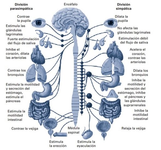 Organizaciones nerviosas Sistema Nervioso Periférico